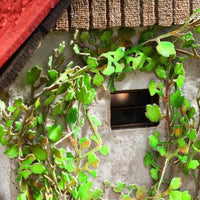 Terrain Accessories: Virginia creeper Laser-Cut minis, 12 plants